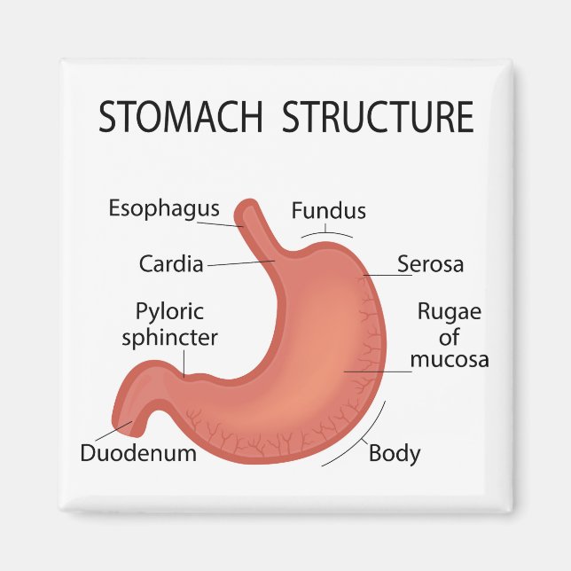 Imán Estructura de Stomach (Frente)
