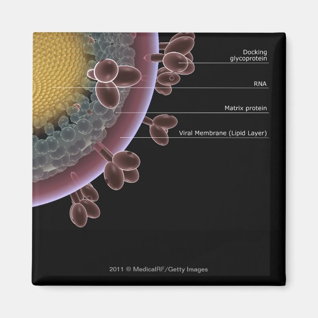 Imán Estructura de una célula de VIH (Frente)
