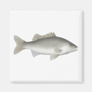 Imán Estuario Perch