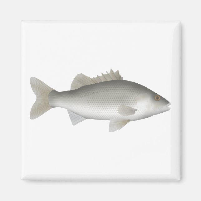 Imán Estuario Perch (Frente)