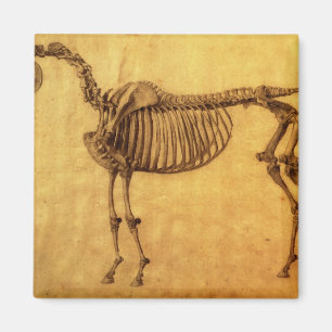 Imán Estudio acabado el   de George Stubbs para el