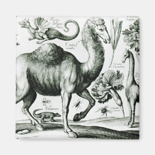 Imán Estudio de animales y de flores, grabado