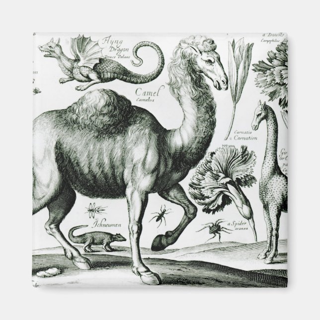 Imán Estudio de animales y flores, grabado (Frente)