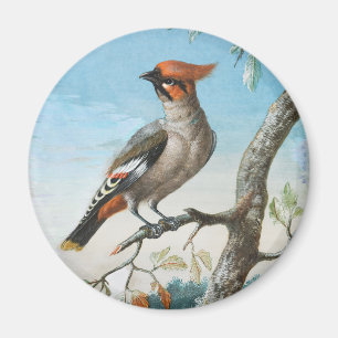 Imán Estudio de aves por George Edwards (1694-1773)