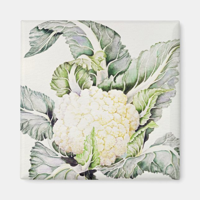 Imán Estudio de coliflor de 1993 (Frente)