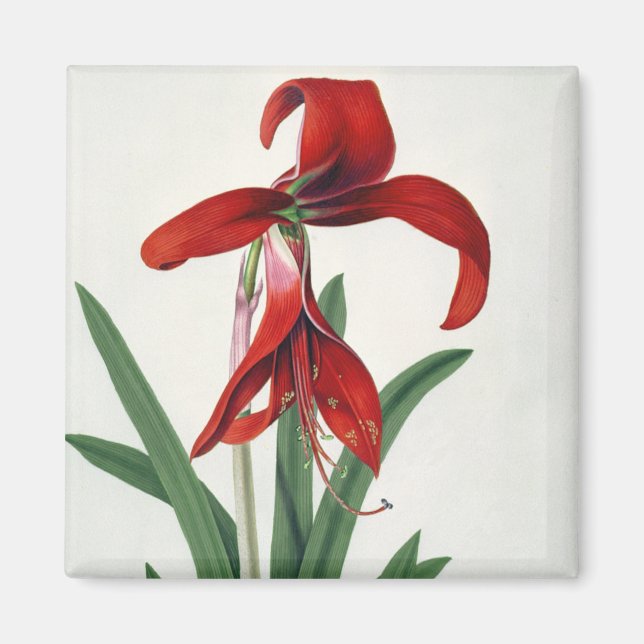 Imán Estudio de las flores, (Frente)