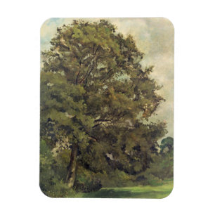 Imán Estudio de un árbol de ceniza, c.1851 (aceite en