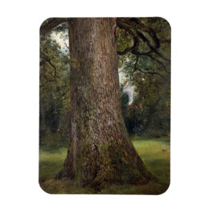 Imán Estudio del tronco de un árbol de olmo, c.1821