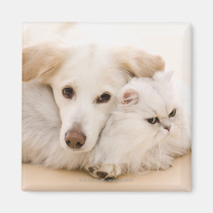 Imán Estudio tirado de gato y de perro