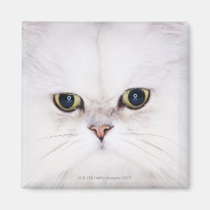 Imán Estudio tirado del gato persa blanco