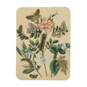 Imán Etapas de la vida de mariposas por Vision Studio