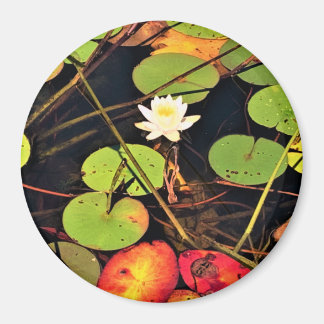 Imán "Ethereal Lily Pad Pond con Blossom Blanco Central
