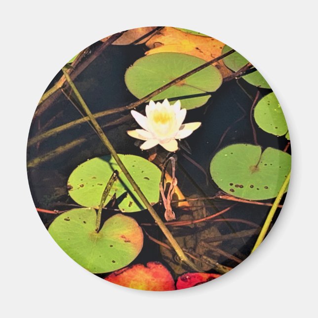 Imán "Ethereal Lily Pad Pond con Blossom Blanco Central (Frente)