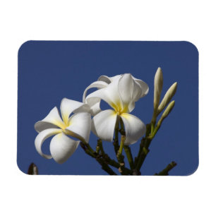 Imán EUA, Hawaii, Kauai, plumería blanca.