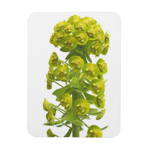 Imán Euphorbia