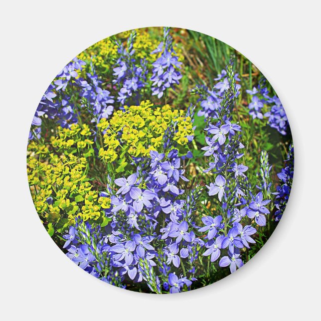 Imán Euphorbia Y Verónica (Frente)