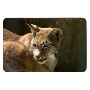 Imán Eurasian Lynx