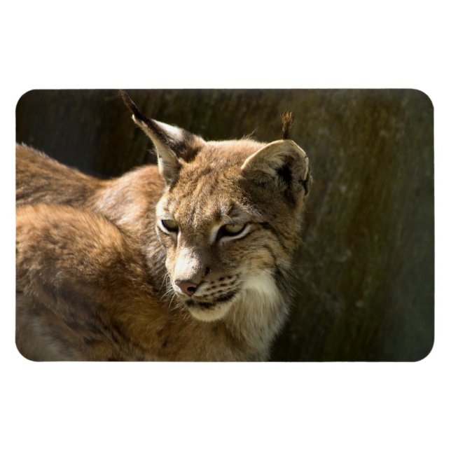 Imán Eurasian Lynx (Horizontal)