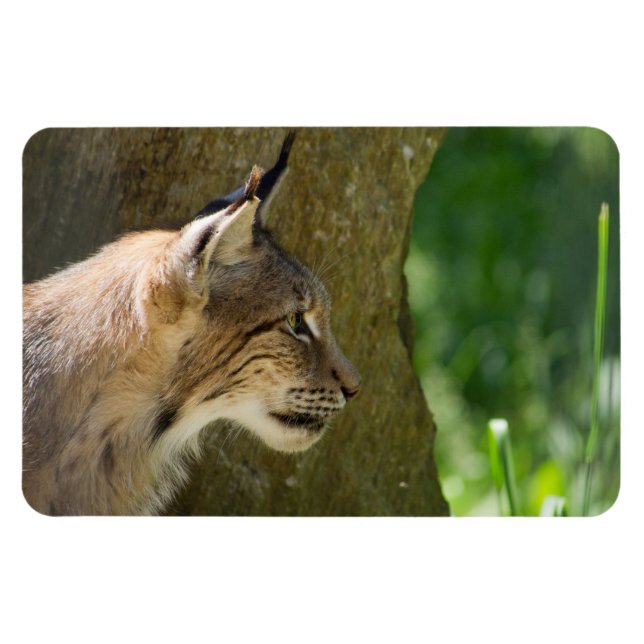 Imán Eurasian Lynx (Horizontal)