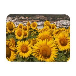 Imán Europa, España, Andalucía, provincia de Cádiz