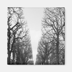 Imán Europa, Francia, París. Árboles de invierno, Marco