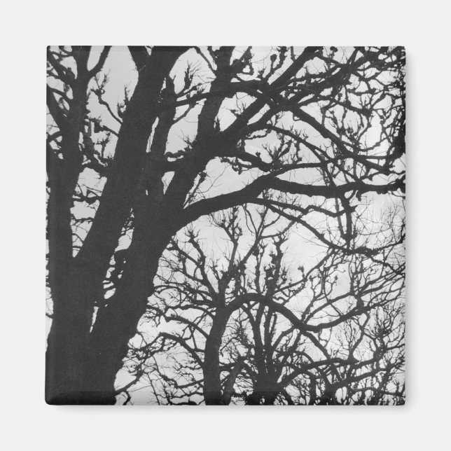 Imán Europa, Francia, París. Árboles de invierno, Marco