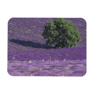 Imán Europa, Francia, Provenza, Sault, Campos de lavand