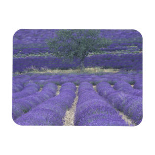 Imán Europa, Francia, Provenza, Sault, Campos de lavand