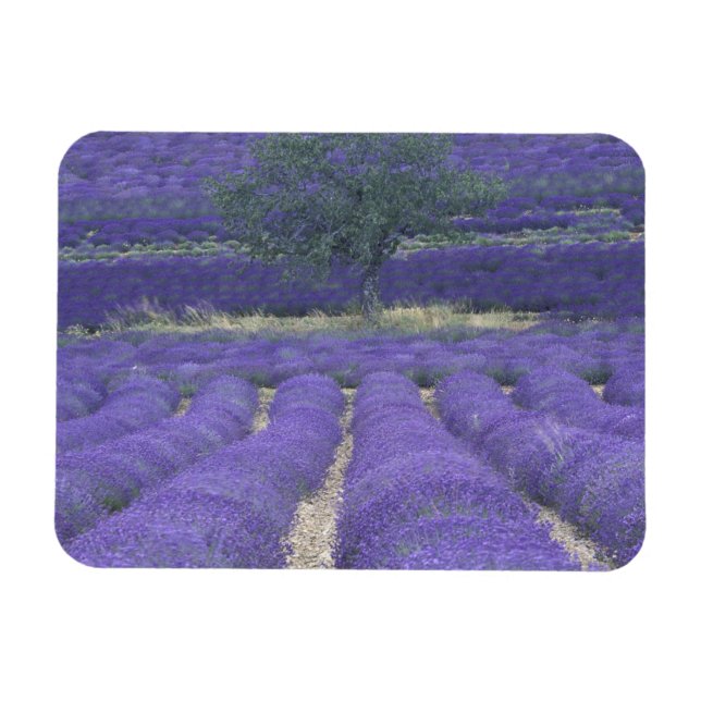 Imán Europa, Francia, Provenza, Sault, Lavender 2 (Horizontal)
