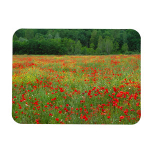 Imán Europa, Italia, Toscana, amapolas rojas en campo.