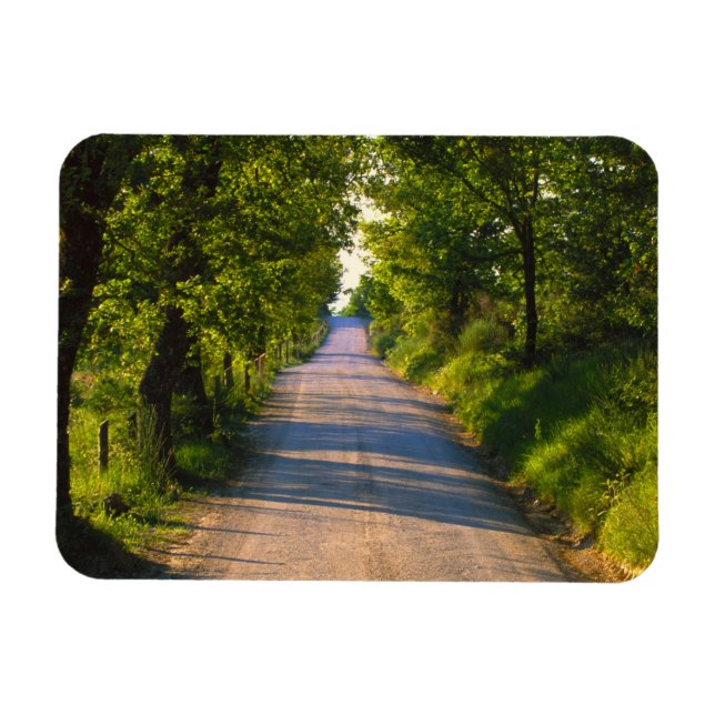 Imán Europa, Italia, Toscana, carretera bordeada de árb (Horizontal)