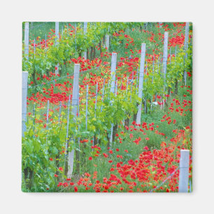 Imán Europa, Italia, Toscana. Coloridas amapolas rojas