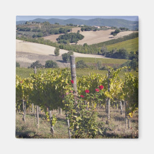 Imán Europa, Italia, Umbría, cerca de Montefalco, Viñed