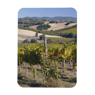 Imán Europa, Italia, Umbría, cerca de Montefalco, Viñed