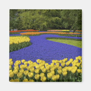 Imán Europa, Países Bajos, Holanda, Lisse, Keukenhof