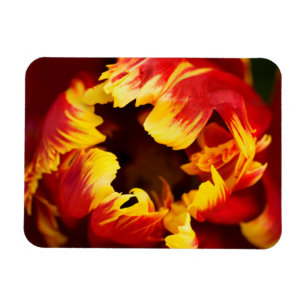 Imán Europa, Países Bajos, Lisse. Tulipán loro