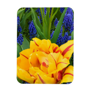 Imán Europa, Países Bajos, Lisse.Tulipanos