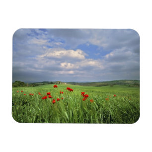 Imán Europa, Toscana, Poggiolo. Las amapolas rojas se m
