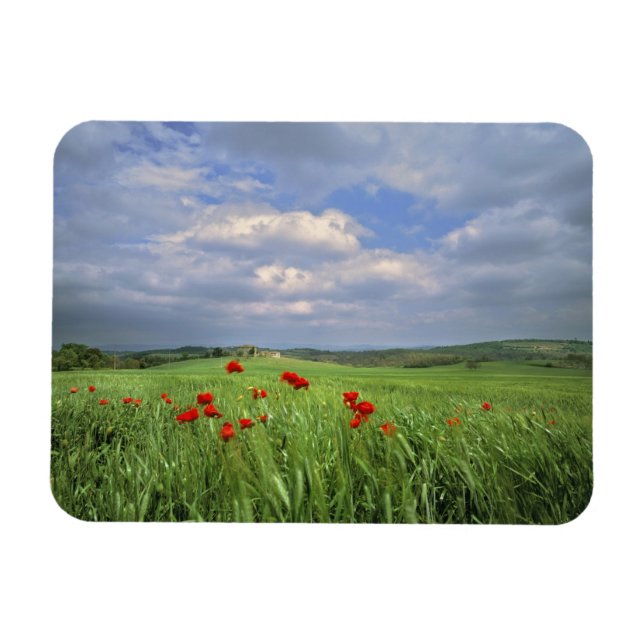 Imán Europa, Toscana, Poggiolo. Las amapolas rojas se m (Horizontal)
