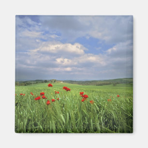 Imán Europa, Toscana, Poggiolo. Las amapolas rojas se m