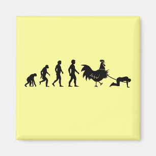 Imán Evolución del pollo