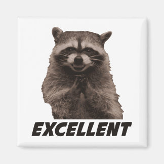 Imán Excelente Raccoon