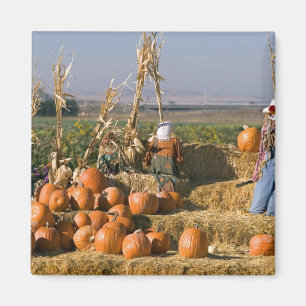 Imán Exhibición de calabaza con pacas de heno y espanta