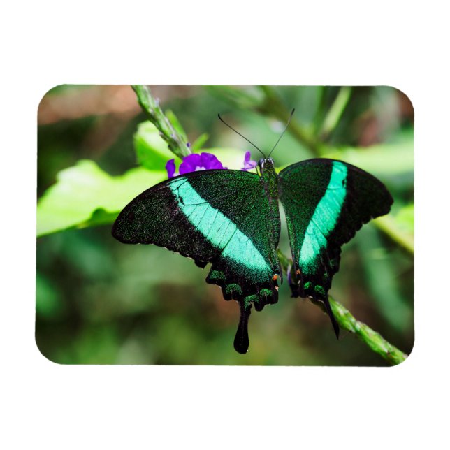Imán Exotic Emerald Swallowtail (Horizontal)