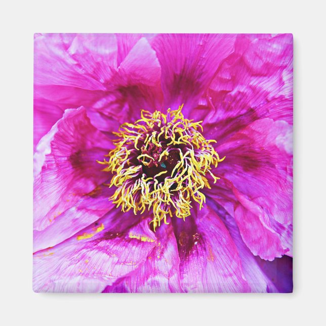 Imán Explosión rosa (Frente)