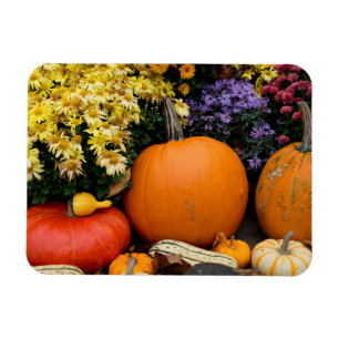 Imán Exposición de calabazas decorativas de otoño color