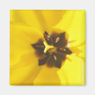 Imán expuesto tulipán amarillo