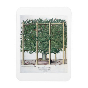 Imán Eystettensis indica del Ficus, del 'Hortus Eystet