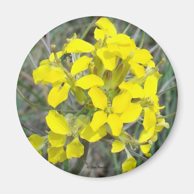 Imán F14 Flores silvestres amarillas (Frente)