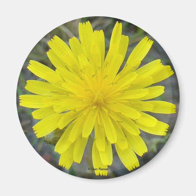 Imán F16 Amarillo Flor silvestre Rey diablo (Frente)